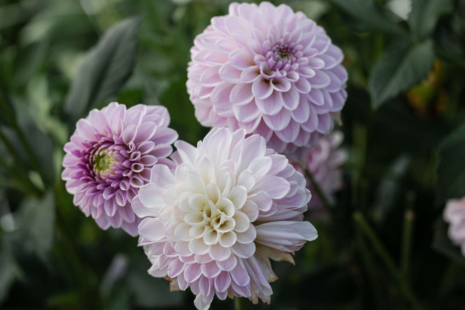 Dahlie 'Pink Silk'